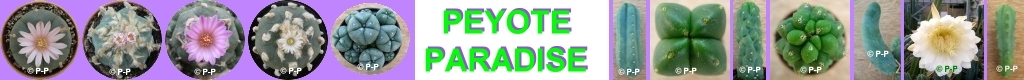 Peyote Paradise, Mescaline Cactussen specialist !